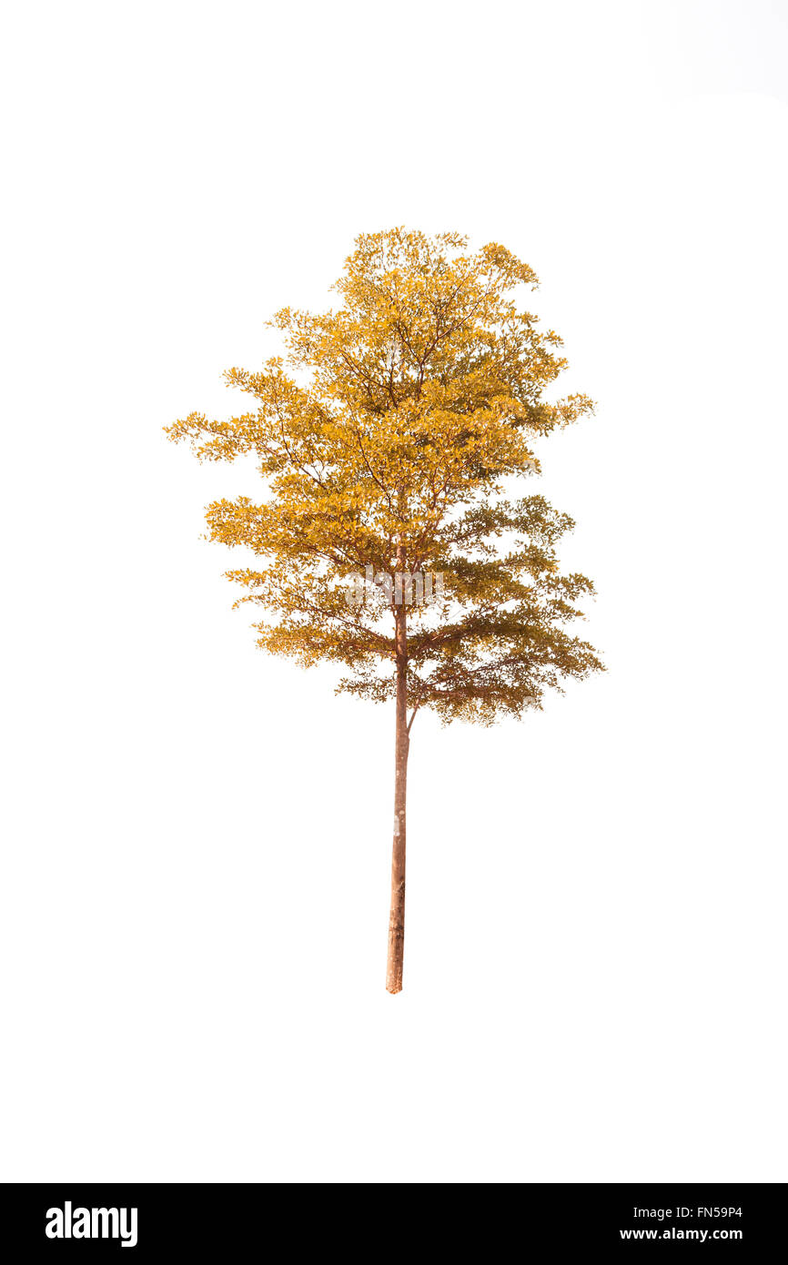 Arbre isolé sur fond blanc Banque D'Images