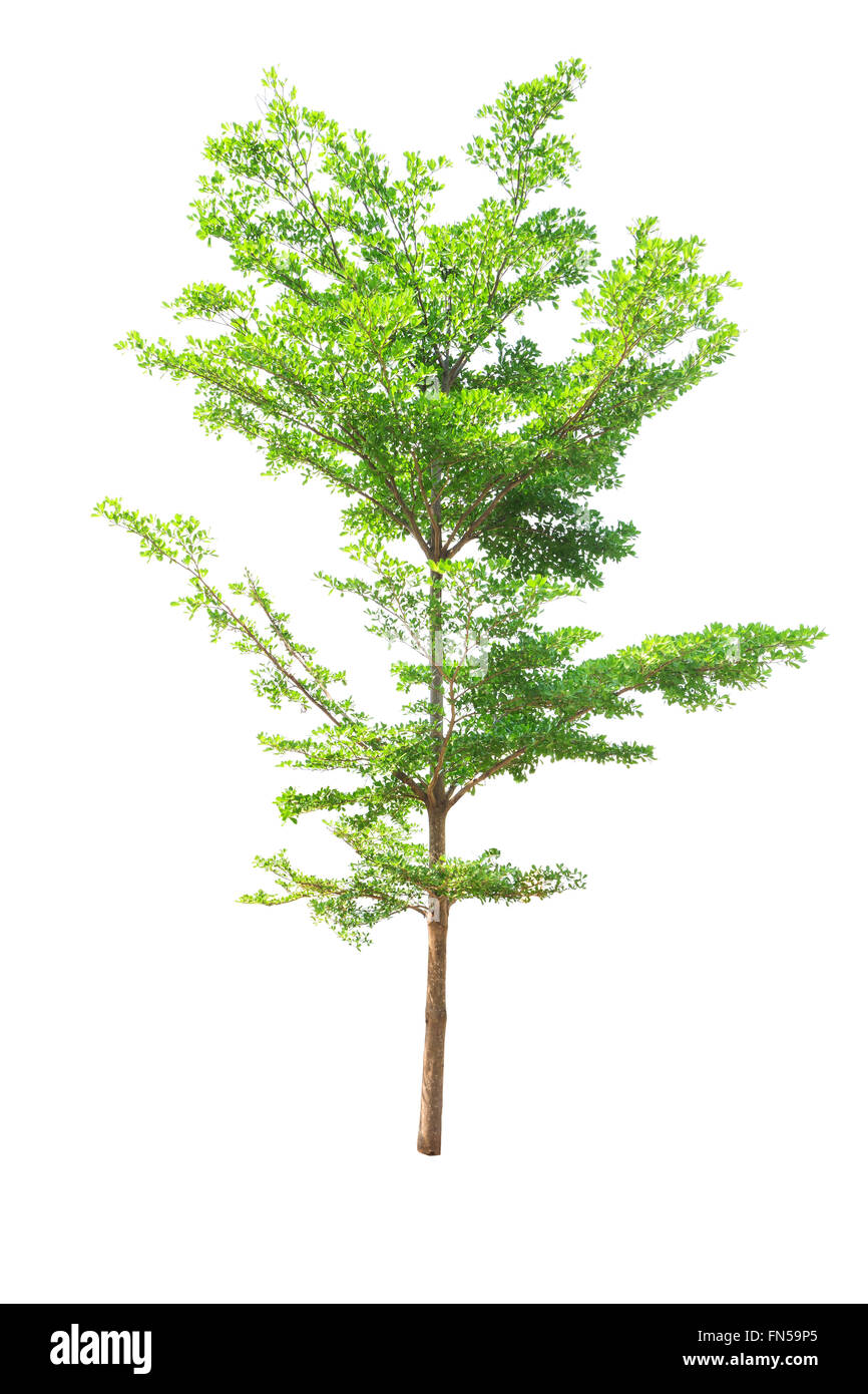Arbre isolé sur fond blanc Banque D'Images