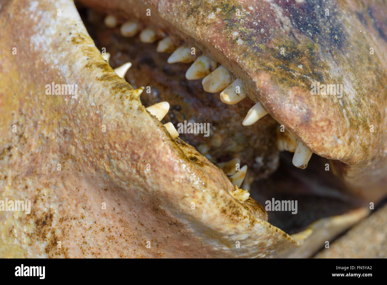 La carcasse d'un béluga. L'île de Sakhaline, en Russie. Banque D'Images