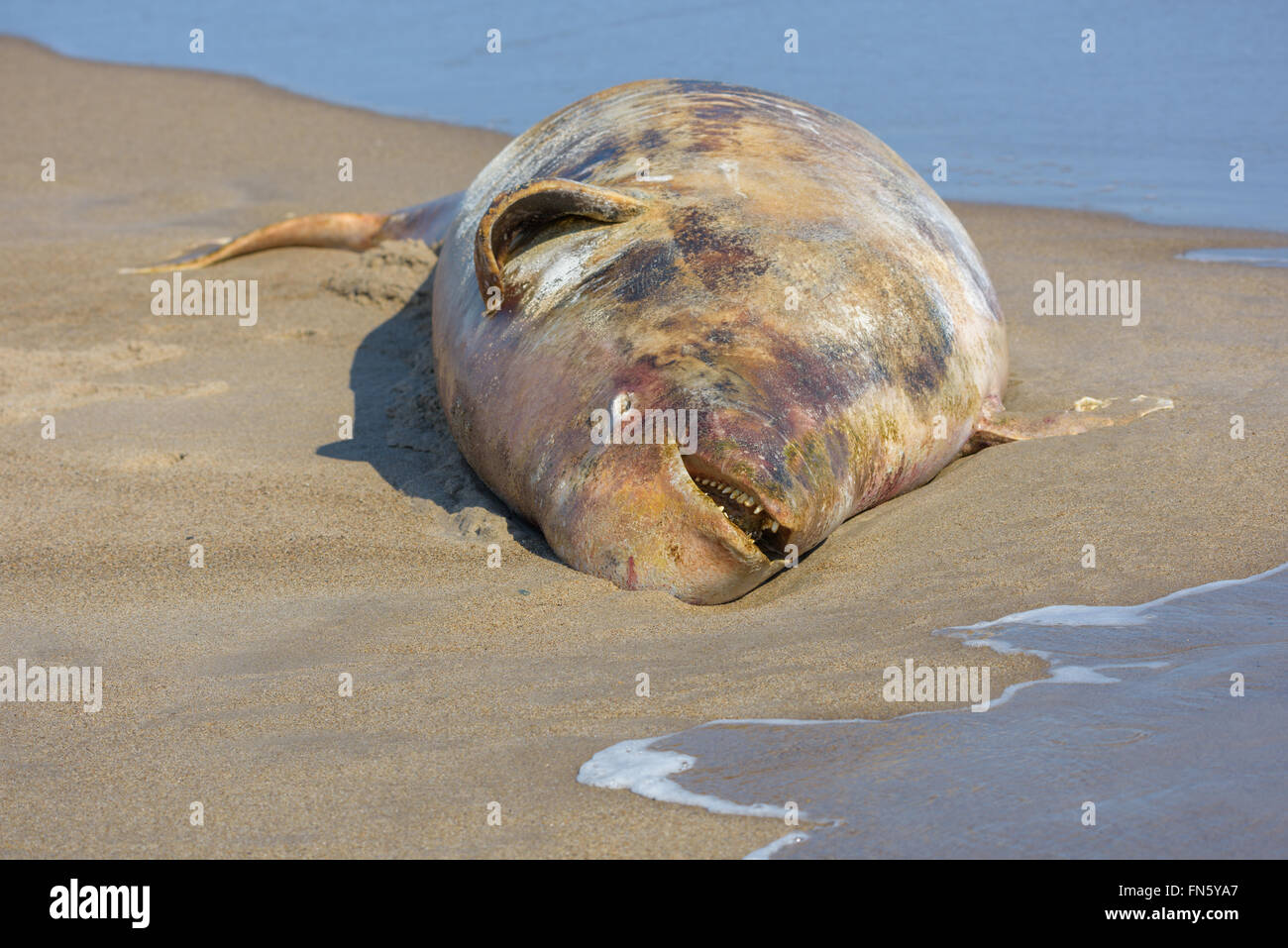 La carcasse d'un béluga. L'île de Sakhaline, en Russie. Banque D'Images