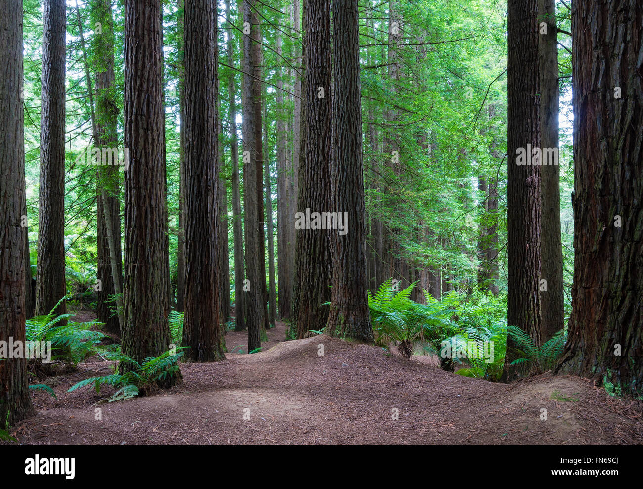 Forêt de Redwood en Californie Banque D'Images