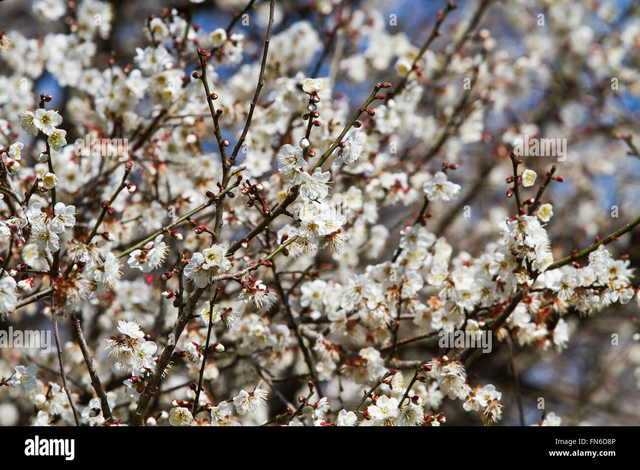 L'abricotier, fleurs blanches fleurs de saison Thème nature, fond de printemps en Asie Banque D'Images