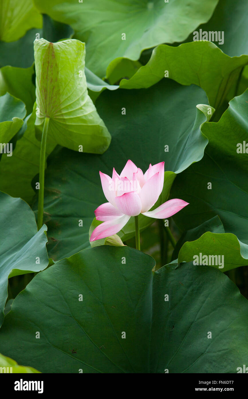 Fleur de Lotus en Asie Banque D'Images