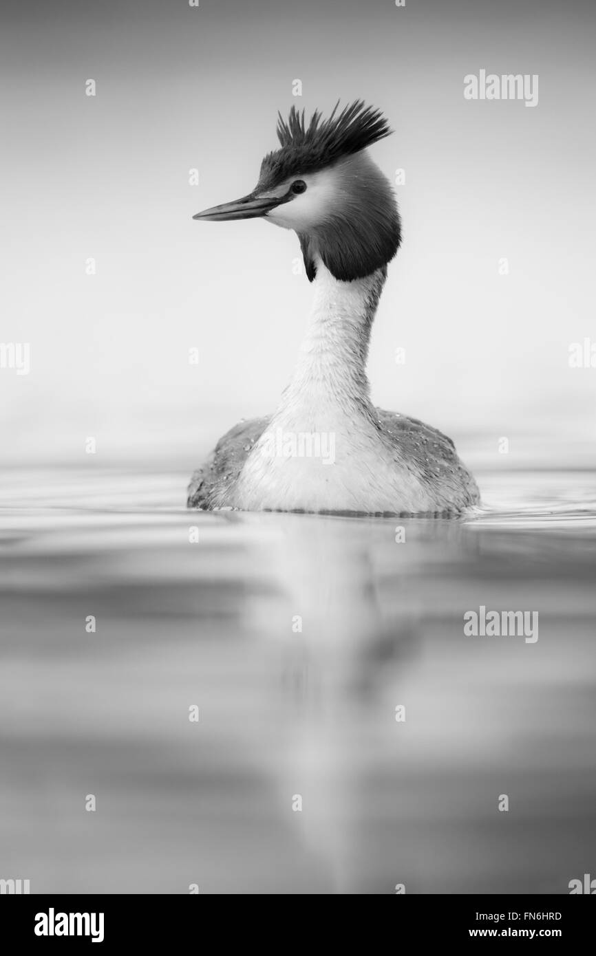 Great Crested Grebe / Haubentaucher ( Podiceps cristatus ) nage sur l'eau calme, regarde autour de lui attentivement, monochrome converti, bw, la faune, Europe. Banque D'Images