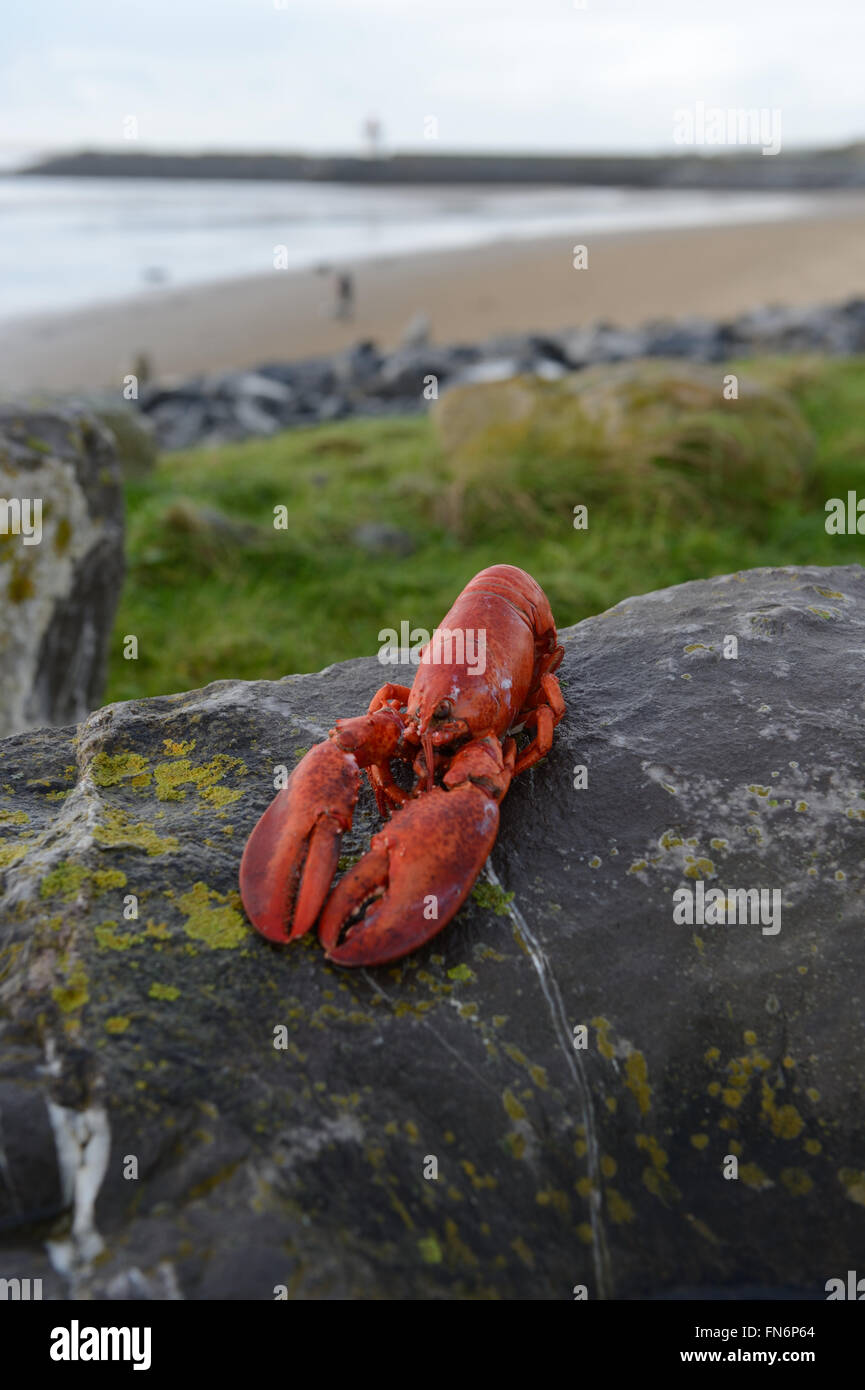 Un homard rouge laissé sur une roche avec un regard incongru, à côté de la plage Burry Port Wales Banque D'Images