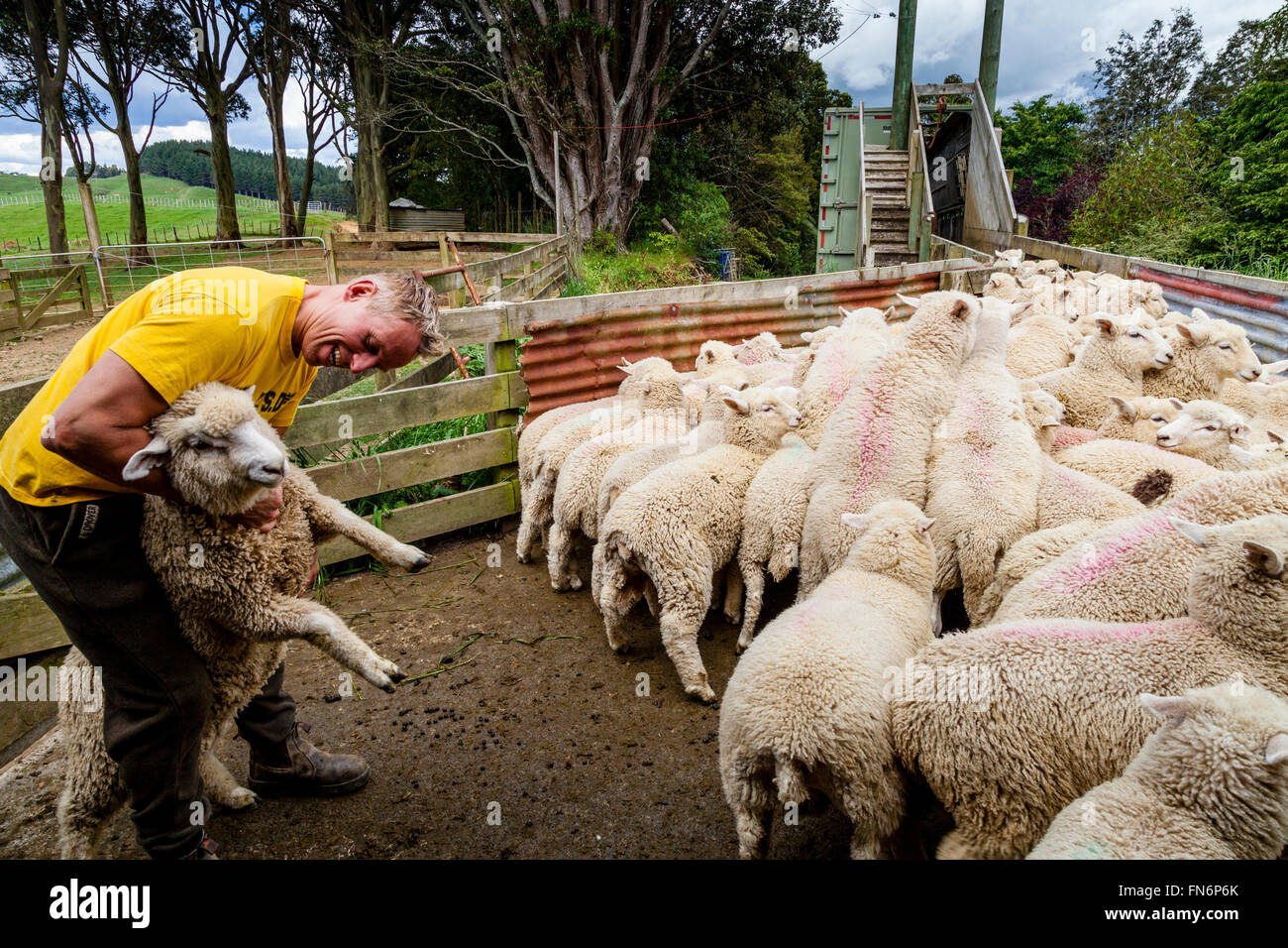 Les moutons d'être chargé sur un camion, ferme de moutons, pukekohe, Nouvelle-Zélande Banque D'Images