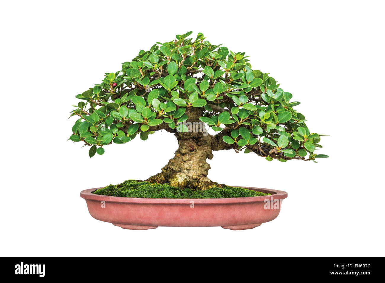 Une photo de bonsai sur blanc isolent Banque D'Images