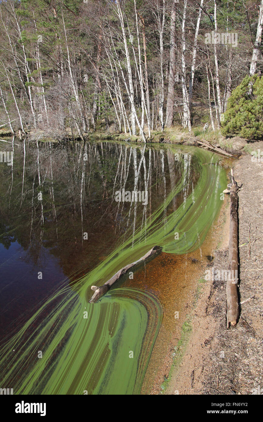 Algues Algues bleu-vert Banque D'Images