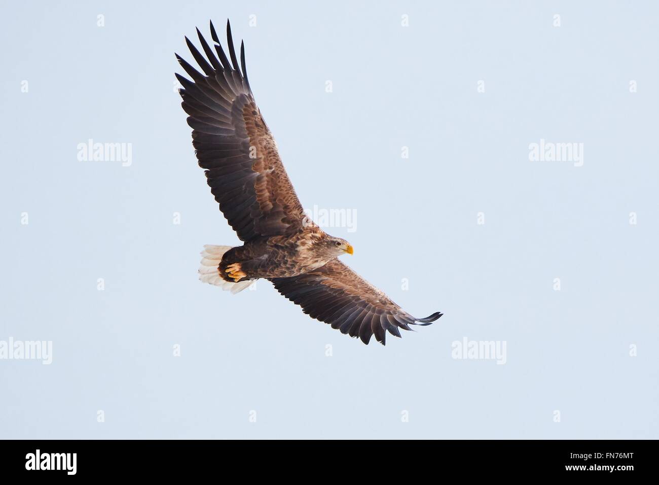 Blanc à queue blanche (Haliaeetus albicilla) flying wings étendu sur le ciel . Banque D'Images