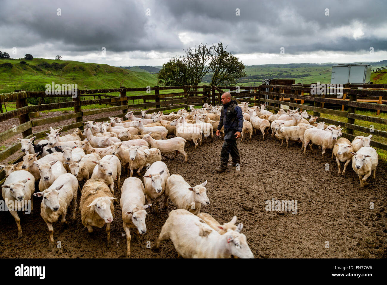 Un éleveur de moutons dans les troupeaux d'un camion, ferme de moutons, pukekohe, Nouvelle-Zélande Banque D'Images