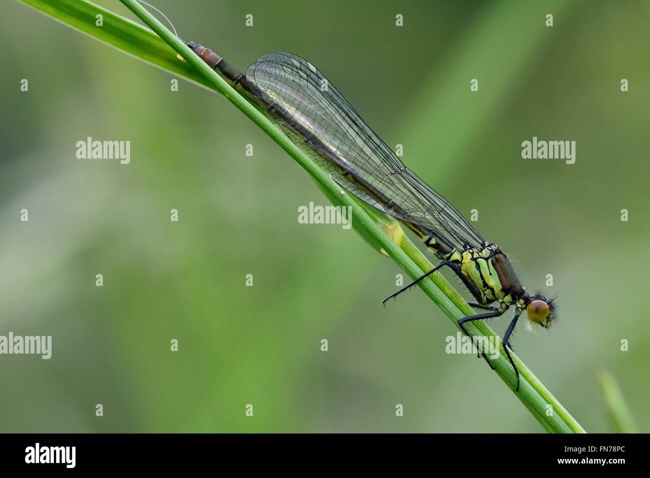 Jeunes demoiselles aux yeux rouges (Erythromma najas). Dans l'insecte, ordre des Odonates Coenagrionidae famille, au repos sur l'herbe Banque D'Images