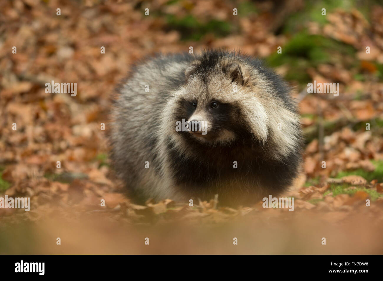 Chien raton laveur ( Nyctereutes procyonoides ), adulte, gros plan, marche à travers les feuilles sèches, vue latérale frontale, espèces envahissantes, Europe. Banque D'Images