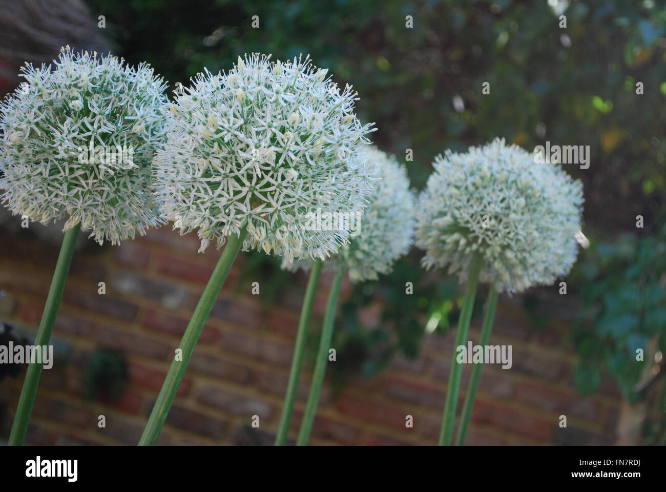 Fleurs d’Allium Banque D'Images
