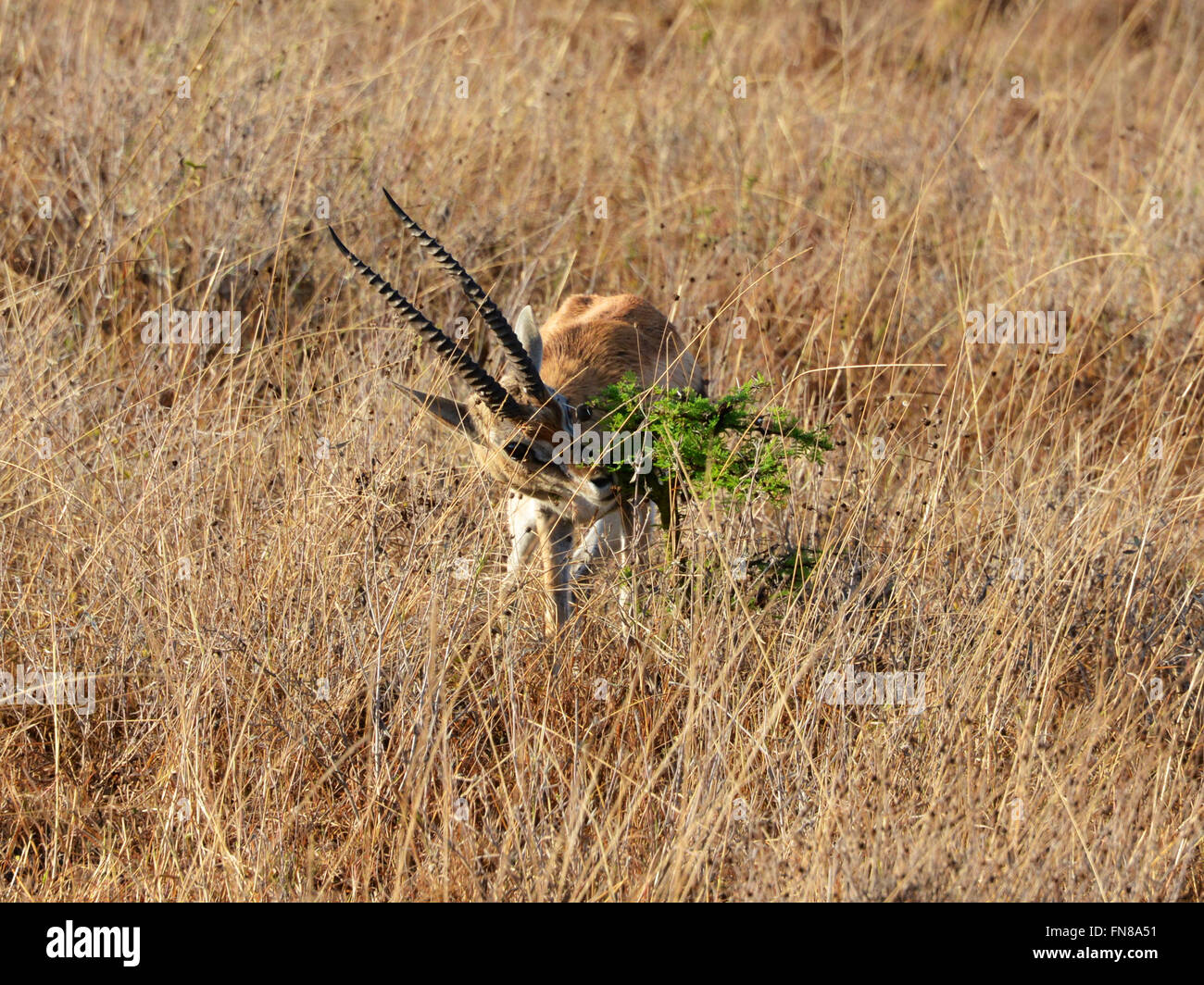 Afrique : Kenya : une gazelle de Thomson fêtes sur le feuillage frais d'un sifflement rempli ant thorn acacia drepanolobium (arbre) Banque D'Images