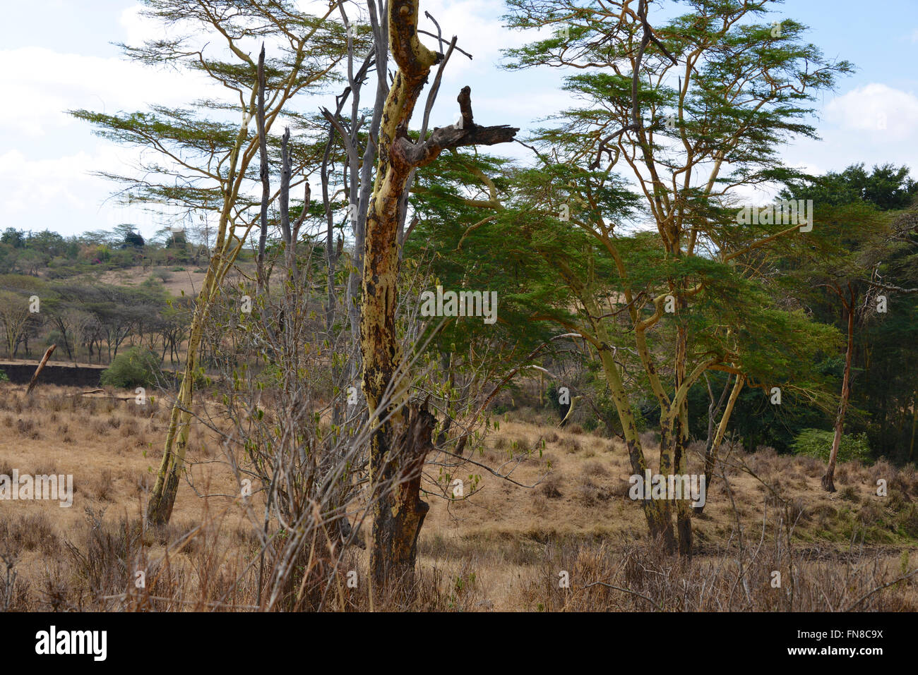 Afrique : Kenya : un bosquet d'arbres de la fièvre jaune (vachellia xanthophloea) dans le parc national de Nairobi Banque D'Images