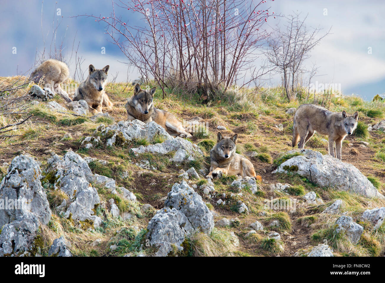 Les loups italiens, un troupeau d'animaux captifs se reposer, Civitella Alfedena, Abruzzo, Italie Banque D'Images