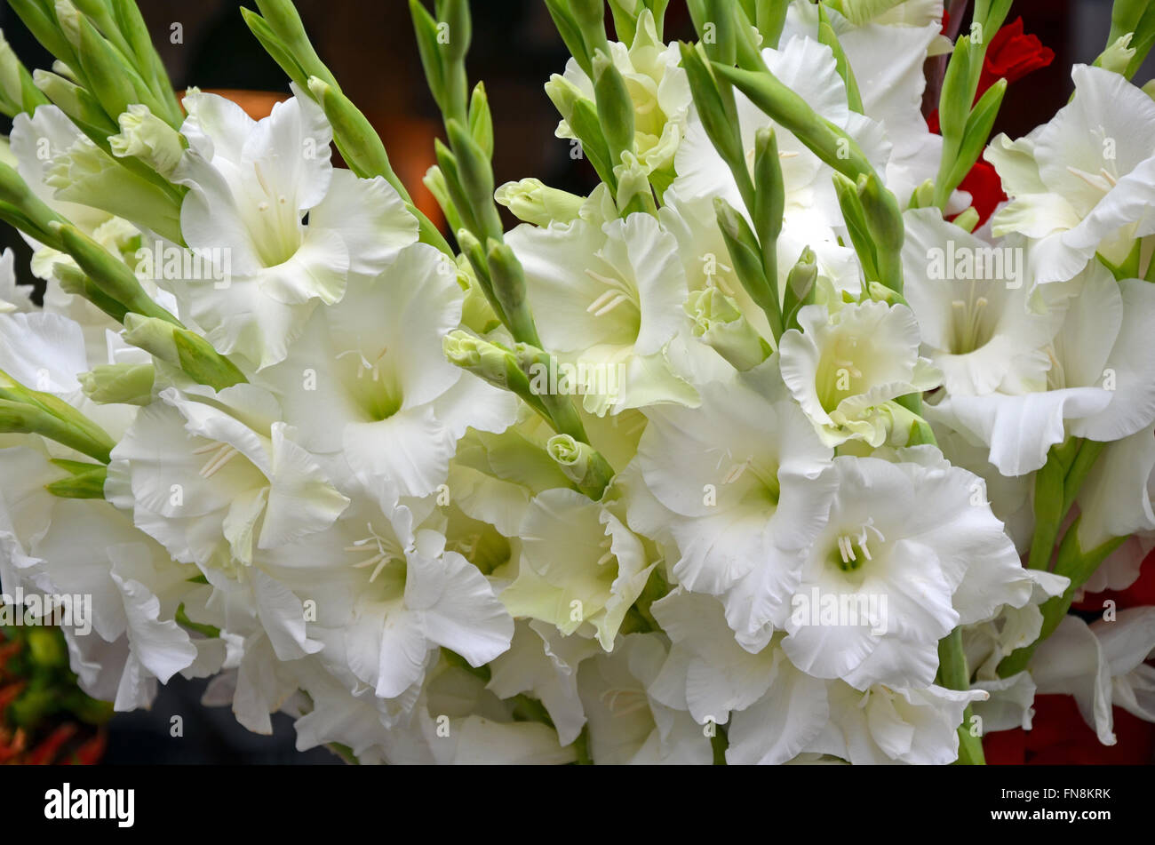 Beau blanc gladiola arrangement de fleurs Banque D'Images