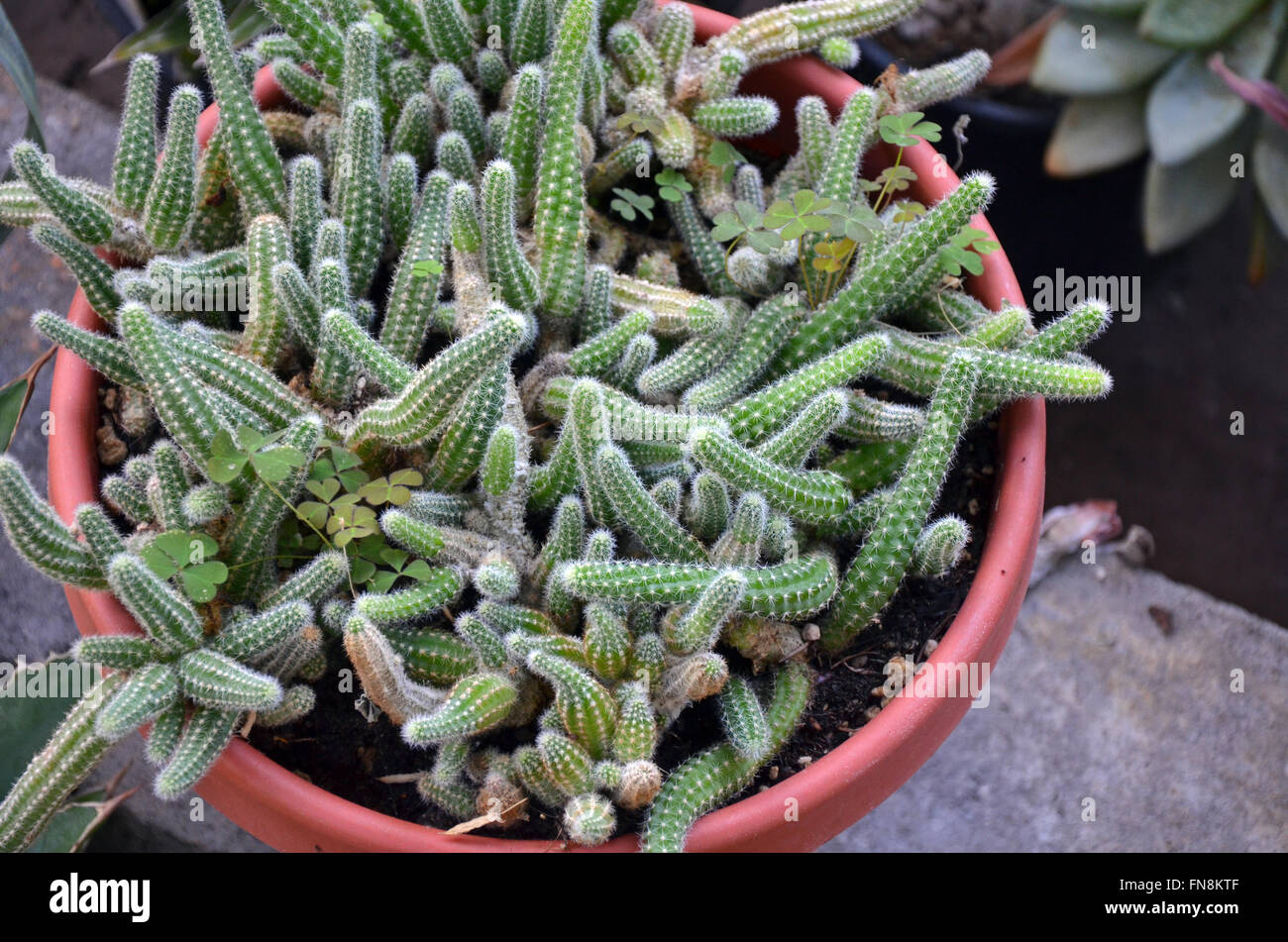 Peu de plantes cactus épineux dans le semoir Banque D'Images