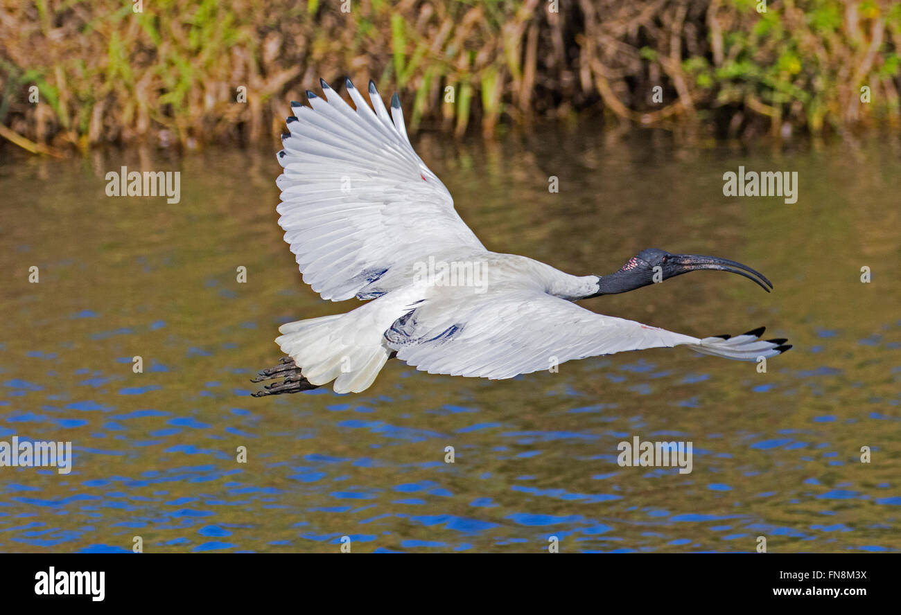 Australian white ibis oiseau en vol au-dessus d'un lac dans la région de Brisbane, Queensland, Australie Banque D'Images