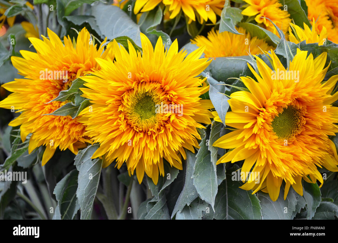 Trois beaux tournesols jaunes au marché aux fleurs Banque D'Images