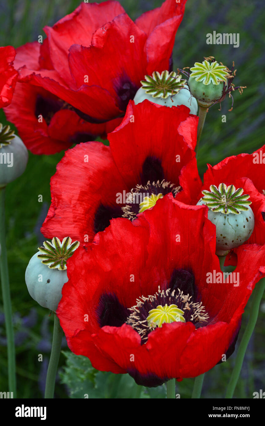 Beaux coquelicots rouges en pleine floraison Banque D'Images