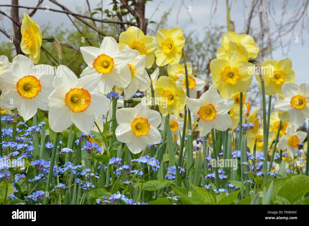 Beau blanc et jaune jonquille printemps jardin Banque D'Images