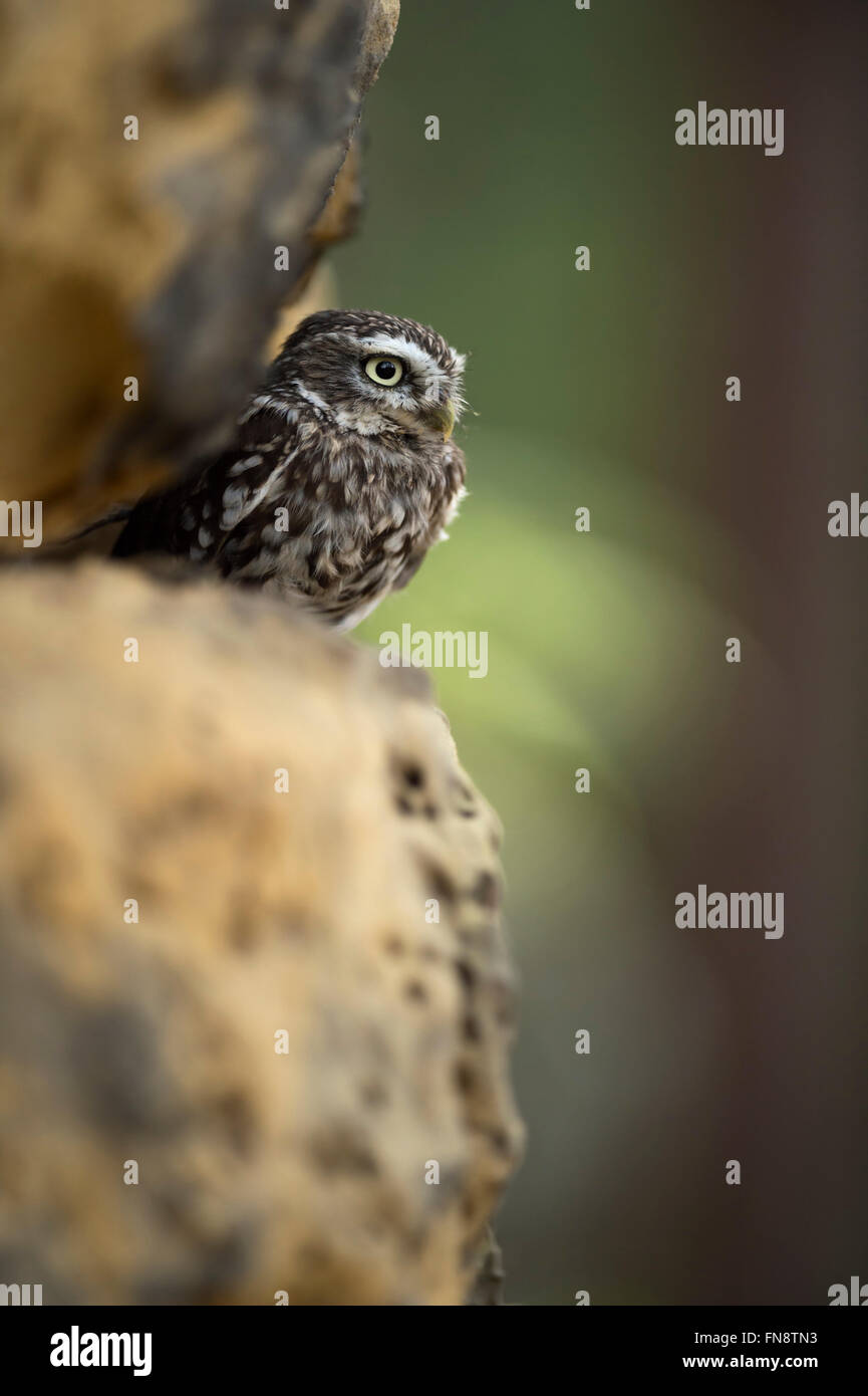 Petit hibou / Chouette / Steinkauz Minervas ( Athene noctua ), perché sur un mur de pierres, de soleil dans l'habitat naturel, à demi caché. Banque D'Images