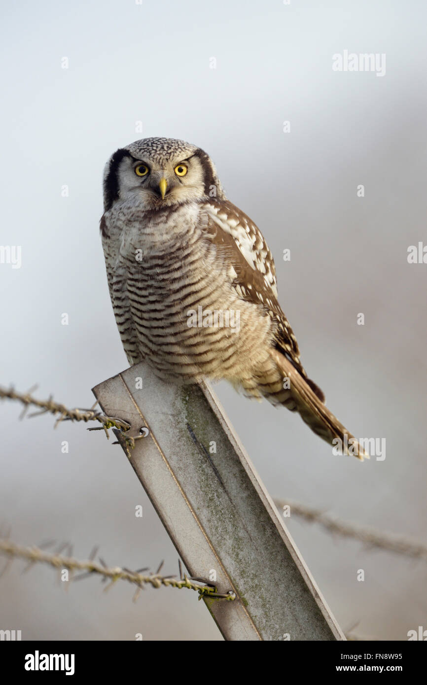 Northern Hawk Owl ( Surnia ulula ), rare invité d'hiver en Europe occidentale, perché sur un poteau de clôture devant un fond propre, la faune, l'Europe. Banque D'Images