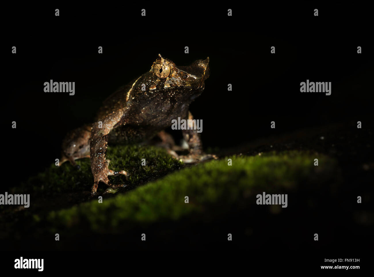 Short-horned Frog (Megophrys aceras) Banque D'Images