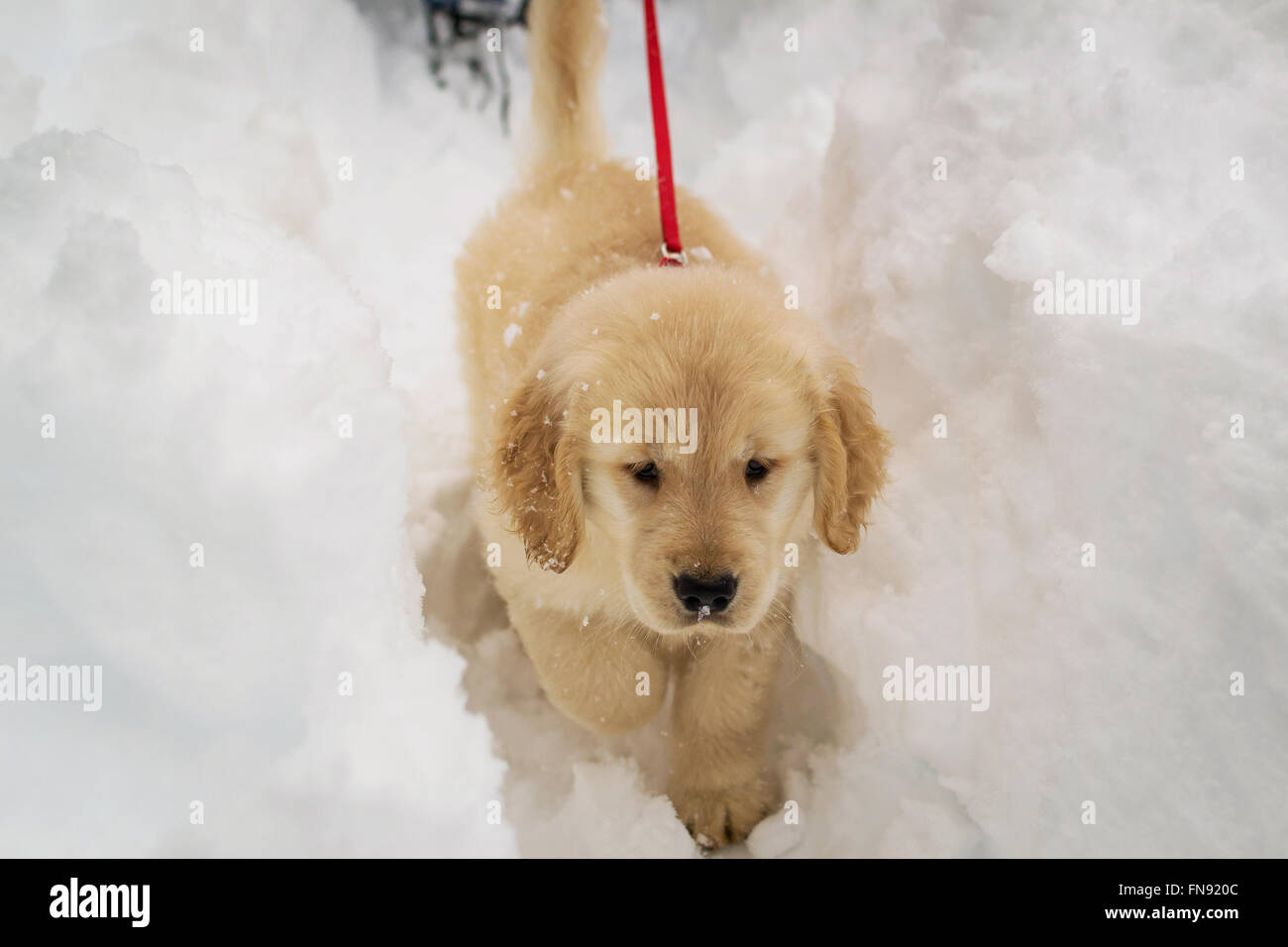 Chiot golden retriever dog walking in snow Banque D'Images