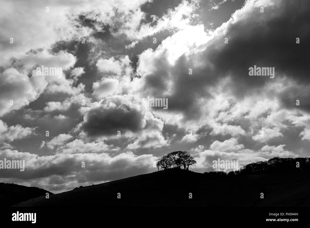 Copse près de Clapham,Teignbridge,dartmoor, pierre, parc, landes, vert, rivière, voyage, l'archéologie, unique, du sud, locat Banque D'Images