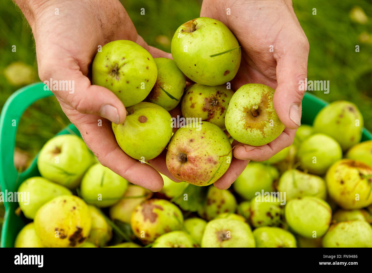 Un homme le tri des pommes dans un grand seau. Banque D'Images