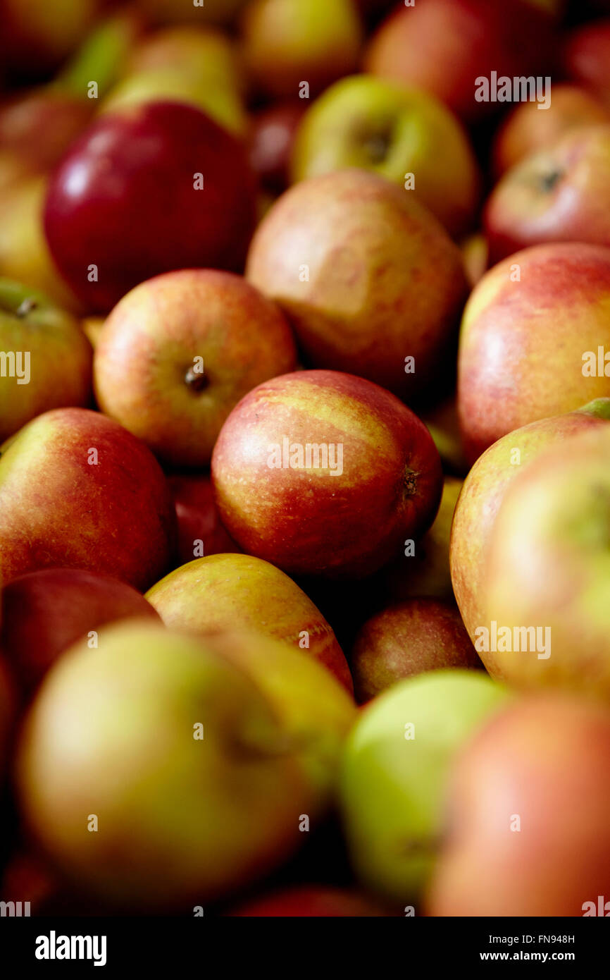 Les pommes avec red orange et vert peaux. Banque D'Images