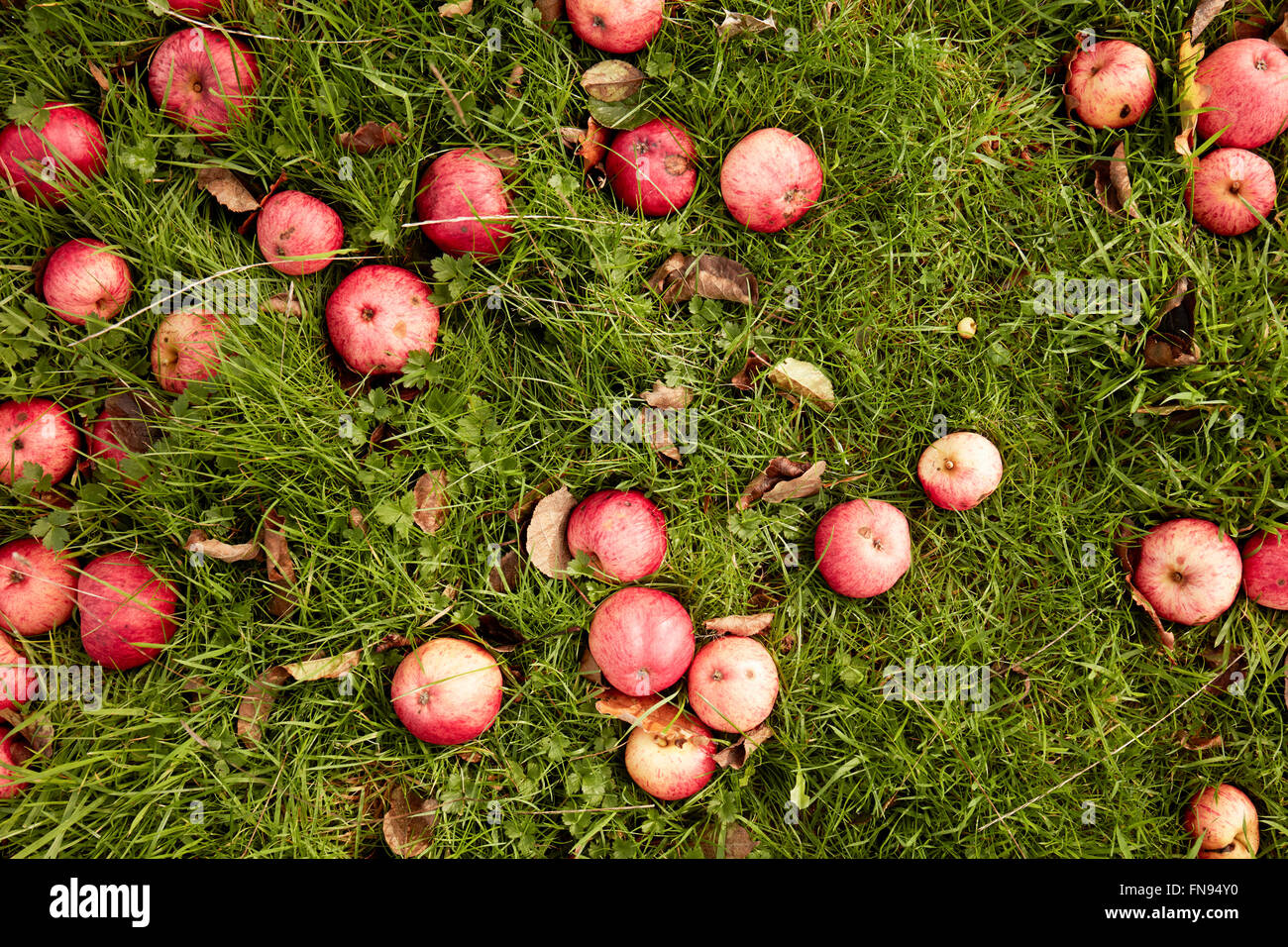 Les pommes à cidre sur l'herbe dans un verger. Banque D'Images