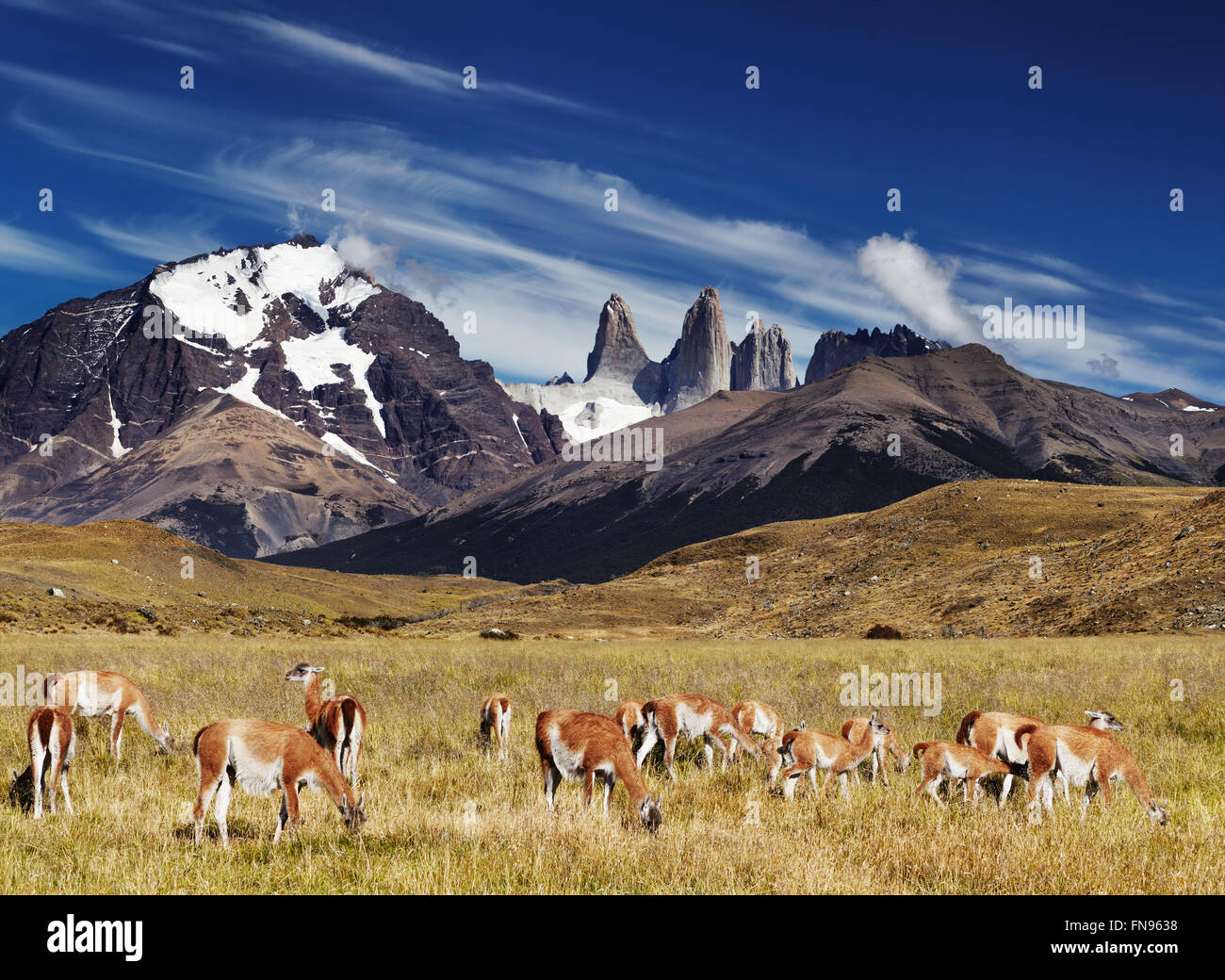 Troupeau de guanacos dans le Parc National Torres del Paine, Patagonie, Chili Banque D'Images