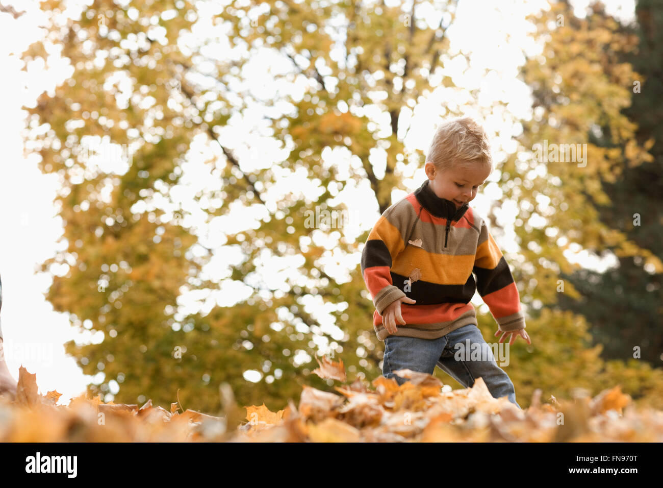 Un jeune garçon jouant dans un énorme tas de ratissé les feuilles d'automne. Banque D'Images