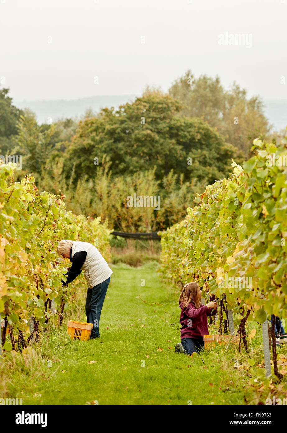 Deux personnes picking grapes dans un vignoble. Banque D'Images