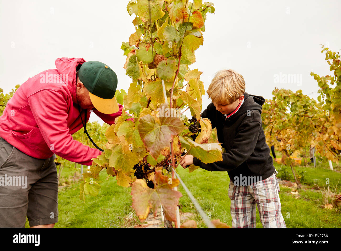 Deux personnes, père et fils la récolte des raisins de la vigne. Banque D'Images