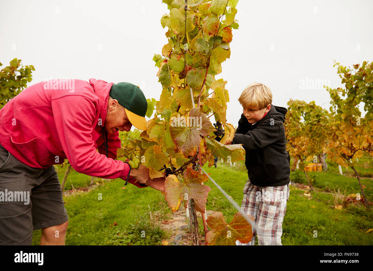 Deux personnes, père et fils la récolte des raisins de la vigne. Banque D'Images