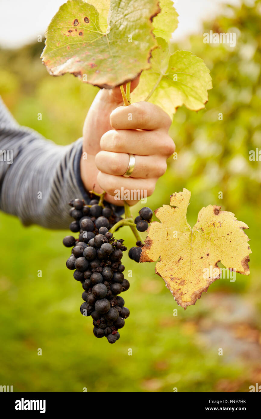 La main qui tient la tige d'une vigne au-dessus d'un tas de raisins noirs. Banque D'Images