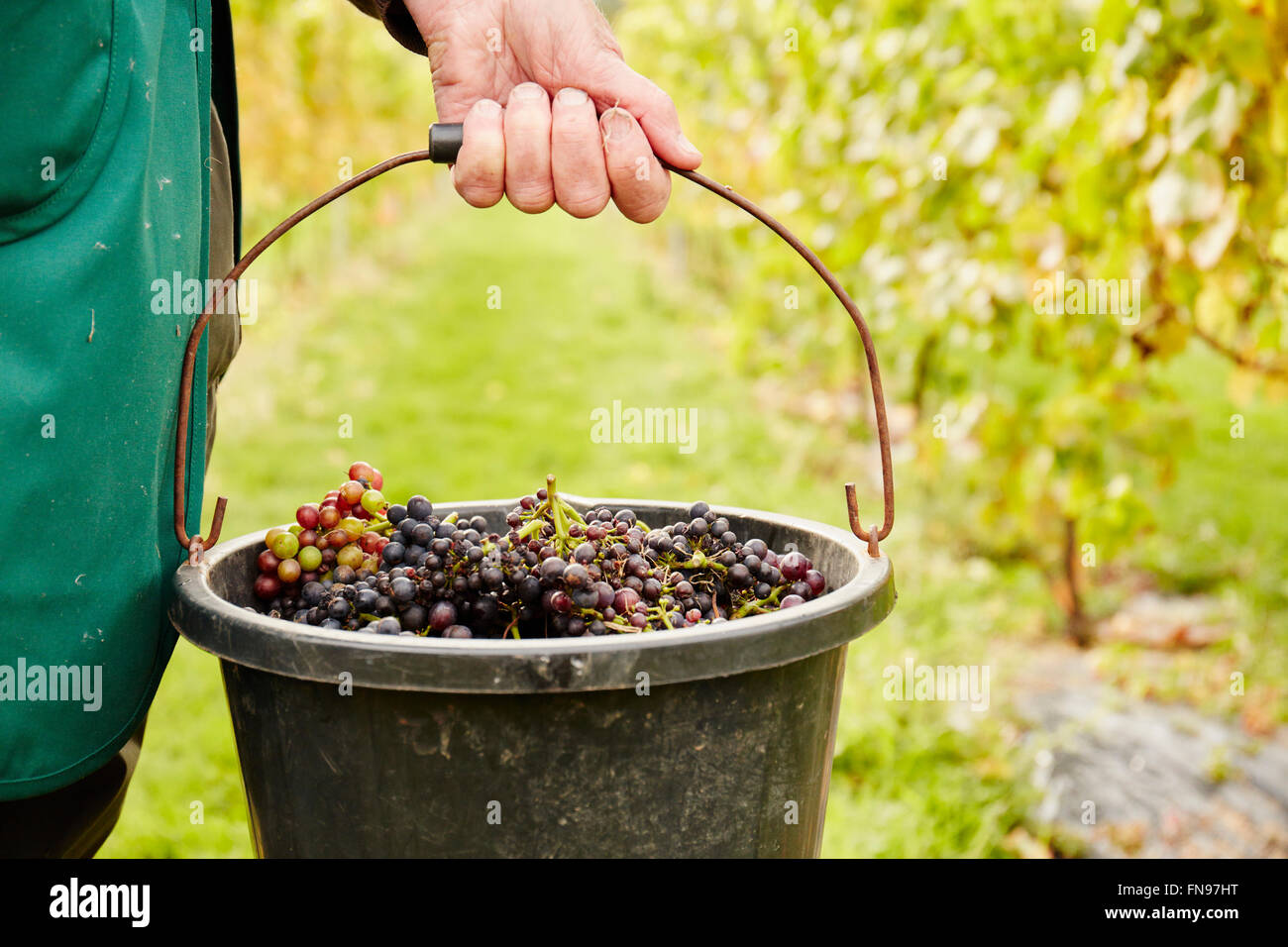 Une personne qui porte un seau rempli de raisins. Banque D'Images