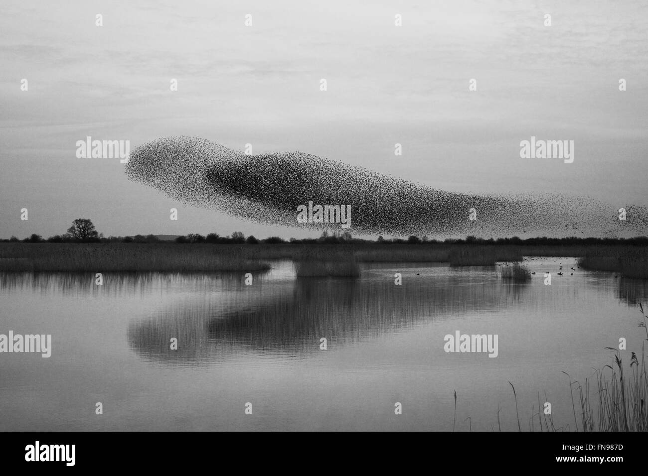 Un murmuration d'étourneaux, une spectaculaire aerobatic affichage d'un grand nombre d'oiseaux en vol au crépuscule sur la campagne. Banque D'Images
