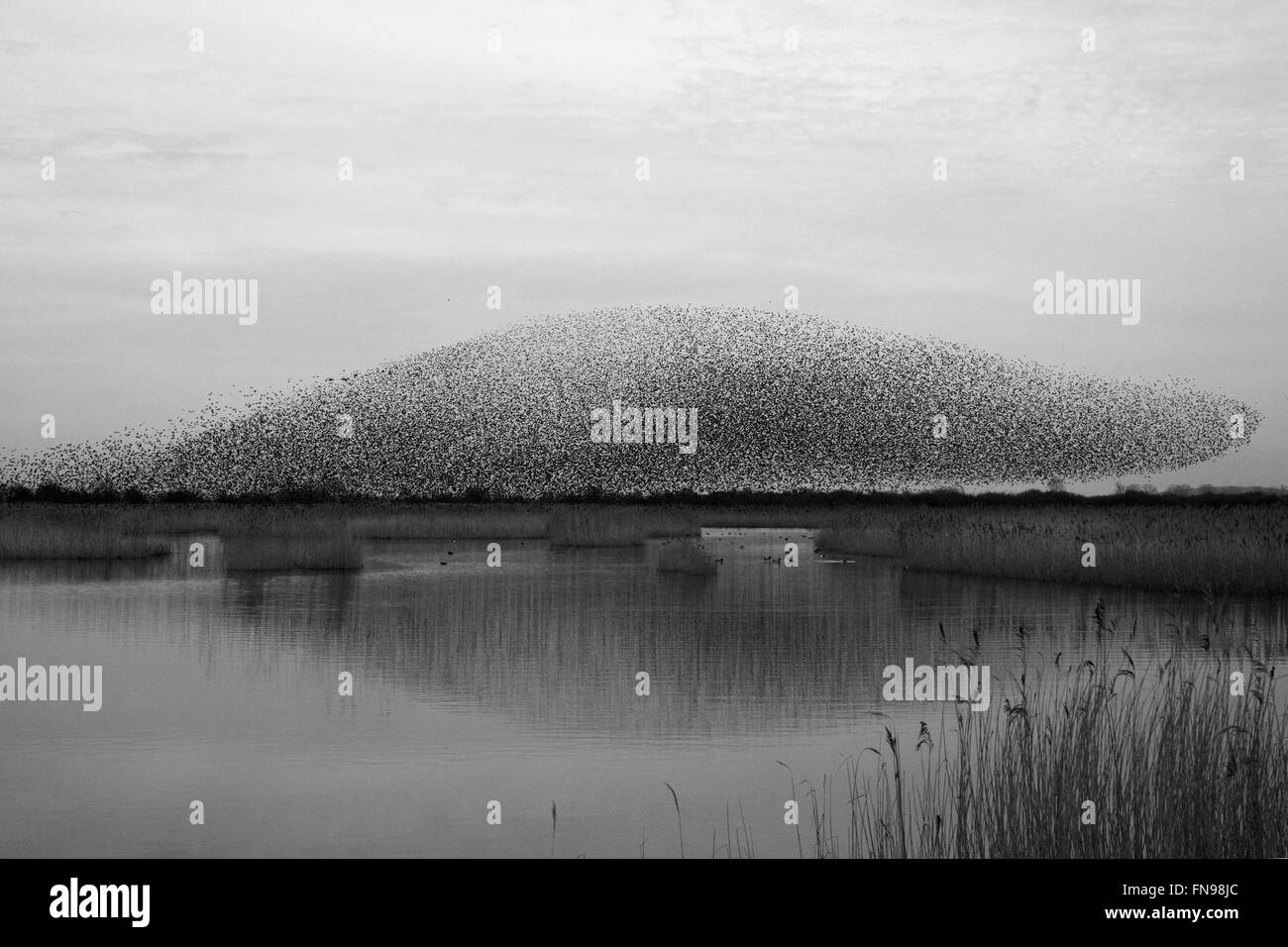 Un murmuration d'étourneaux, une spectaculaire aerobatic affichage d'un grand nombre d'oiseaux en vol au crépuscule sur la campagne. Banque D'Images