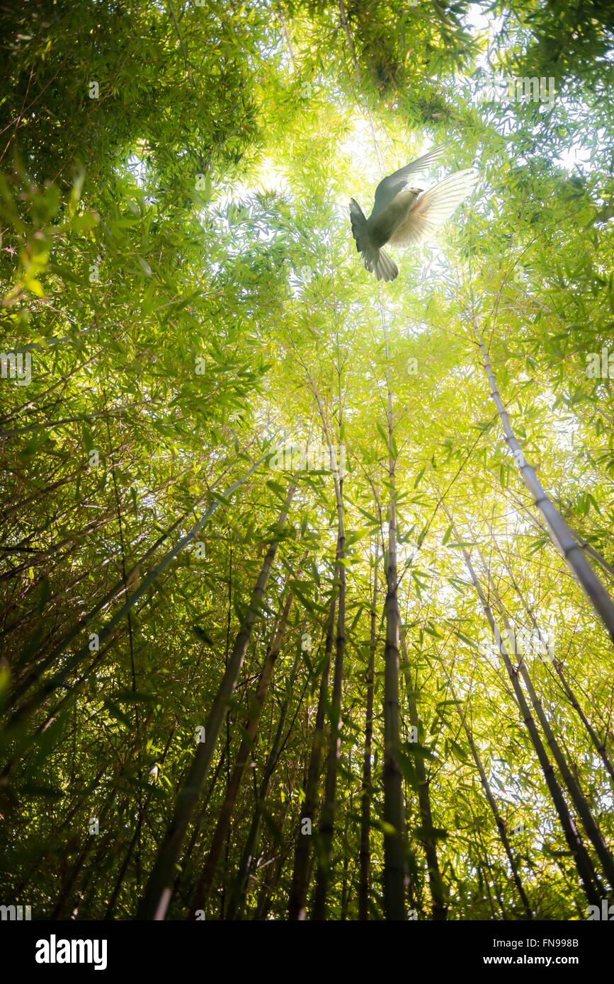 Portrait d'une colombe volant à travers la forêt de bambou Banque D'Images