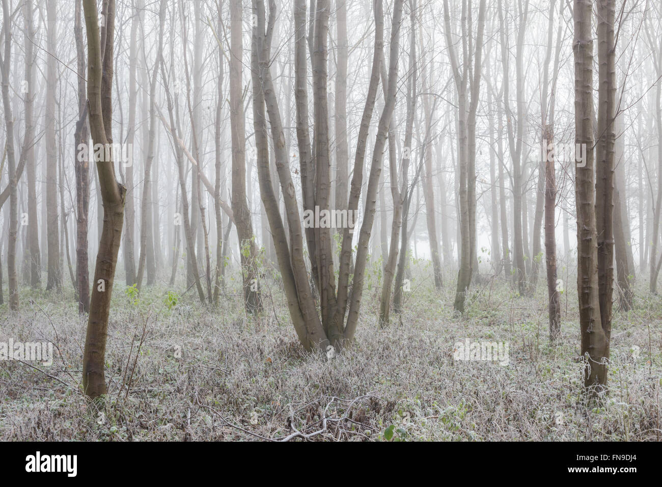 Forêt gelée près d'Ely, Cambridgeshire, Angleterre, Royaume-Uni Banque D'Images