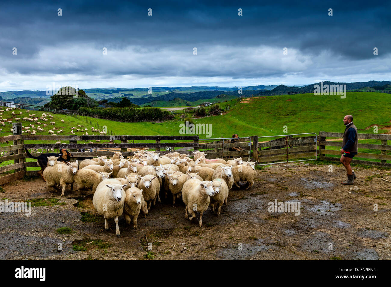 Moutons dans un enclos en attente d'être cisaillé, ferme de moutons, pukekohe, Nouvelle-Zélande Banque D'Images