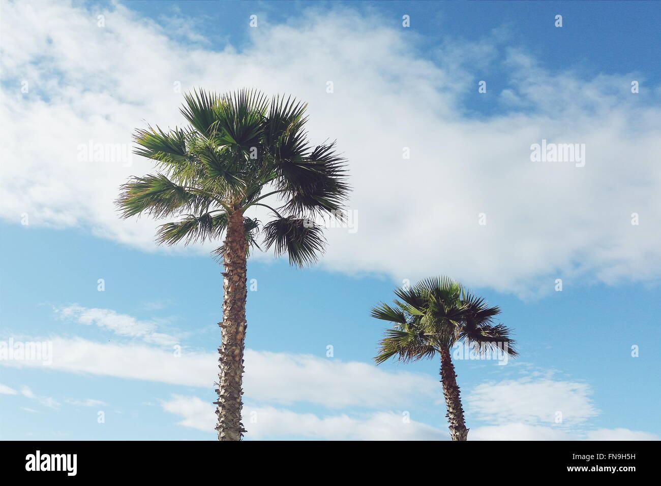 Deux palmiers sur fond de ciel bleu avec des nuages Banque D'Images