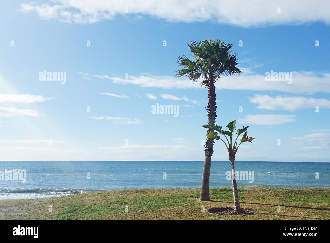 Deux palmiers sur la plage, Malaga, Andalousie, Espagne Banque D'Images