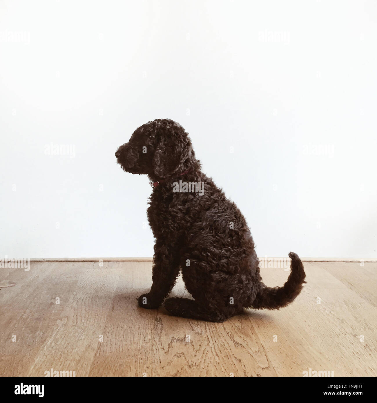 Portrait d'un Labradoodle puppy dog Banque D'Images