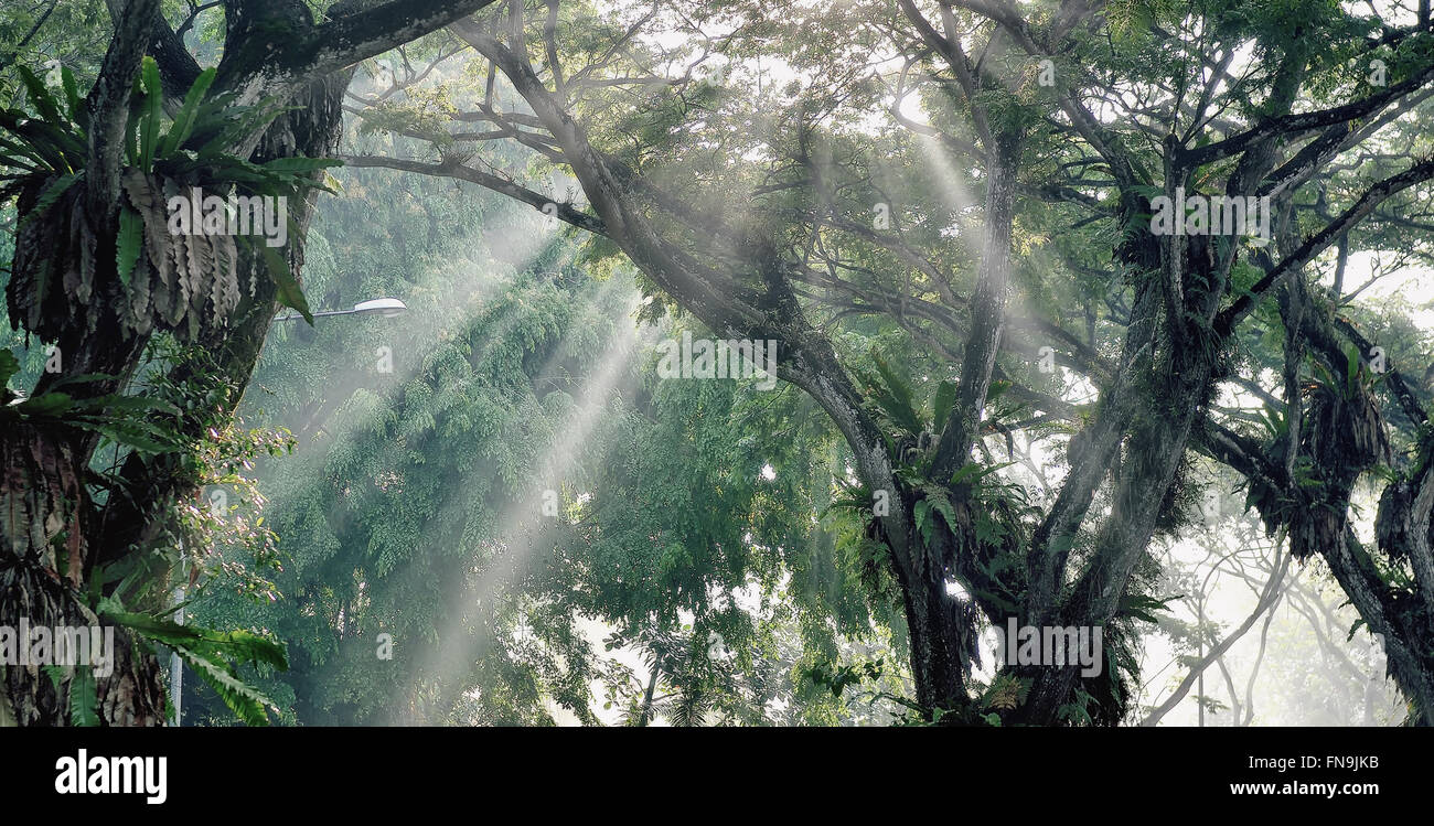Le soleil qui rayonne à travers les arbres, Singapour Banque D'Images